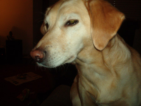 Shaun's Dug Tess, not snoozing for a change...